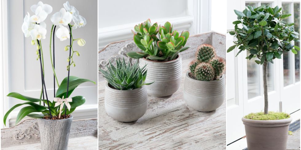  Tiny  Indoor Plants  are superior to any other Big Household 
