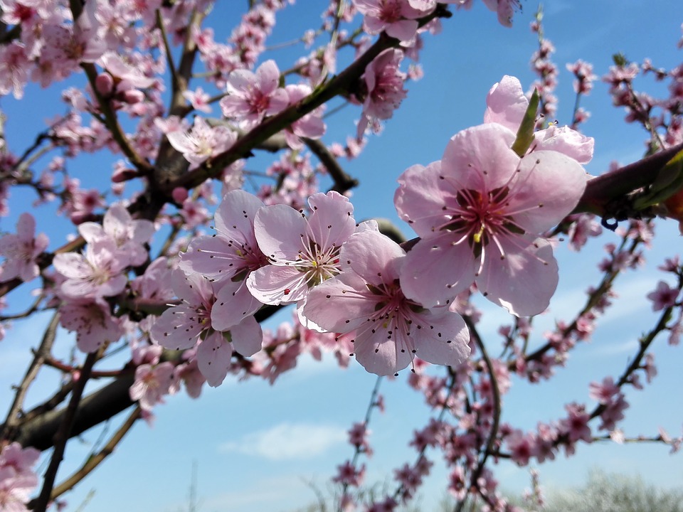 Peach Blossoms Tree