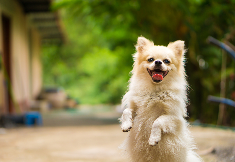 Download Dog Care Tips For Happy Healthy Dogs