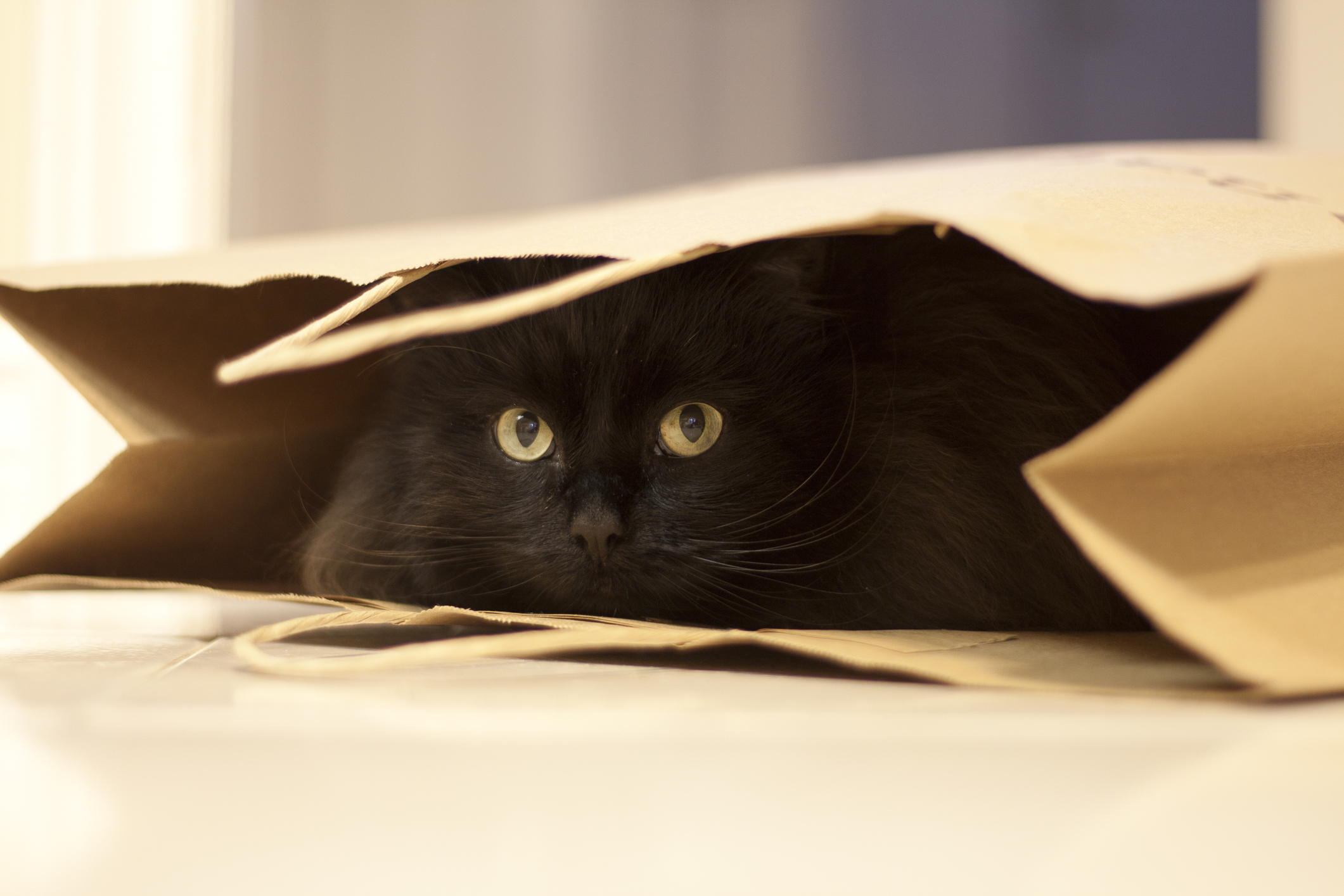 Black cat hiding in paper shopping bag with green eyes and whiskers peeking out.