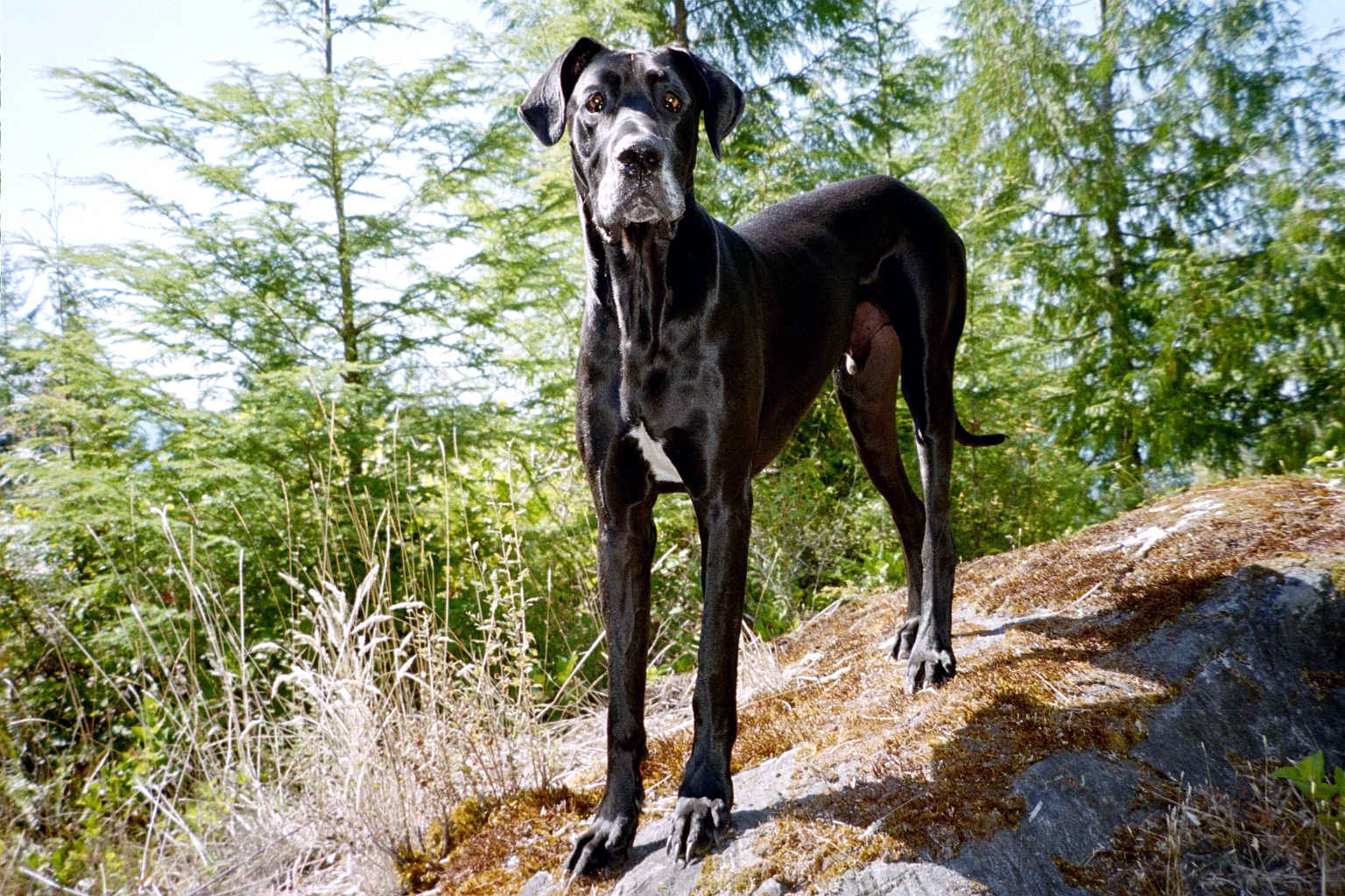 Black Great Dane standing on a rock in the forest