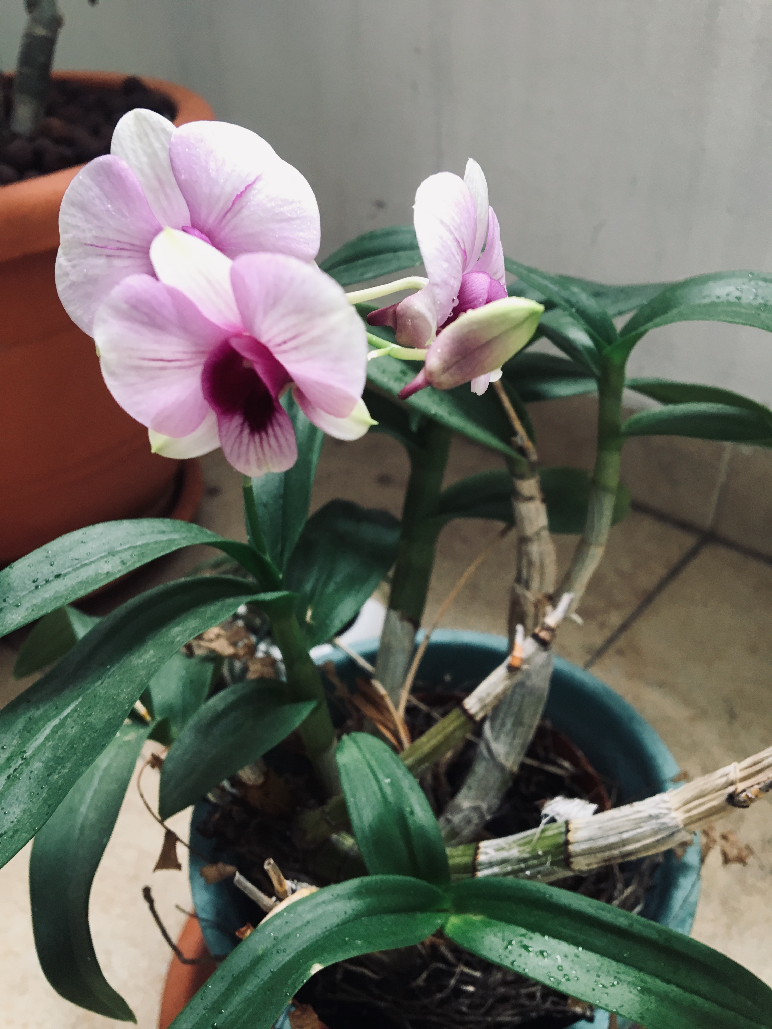 It took me 2 years to see the beautiful orchid flower blooming