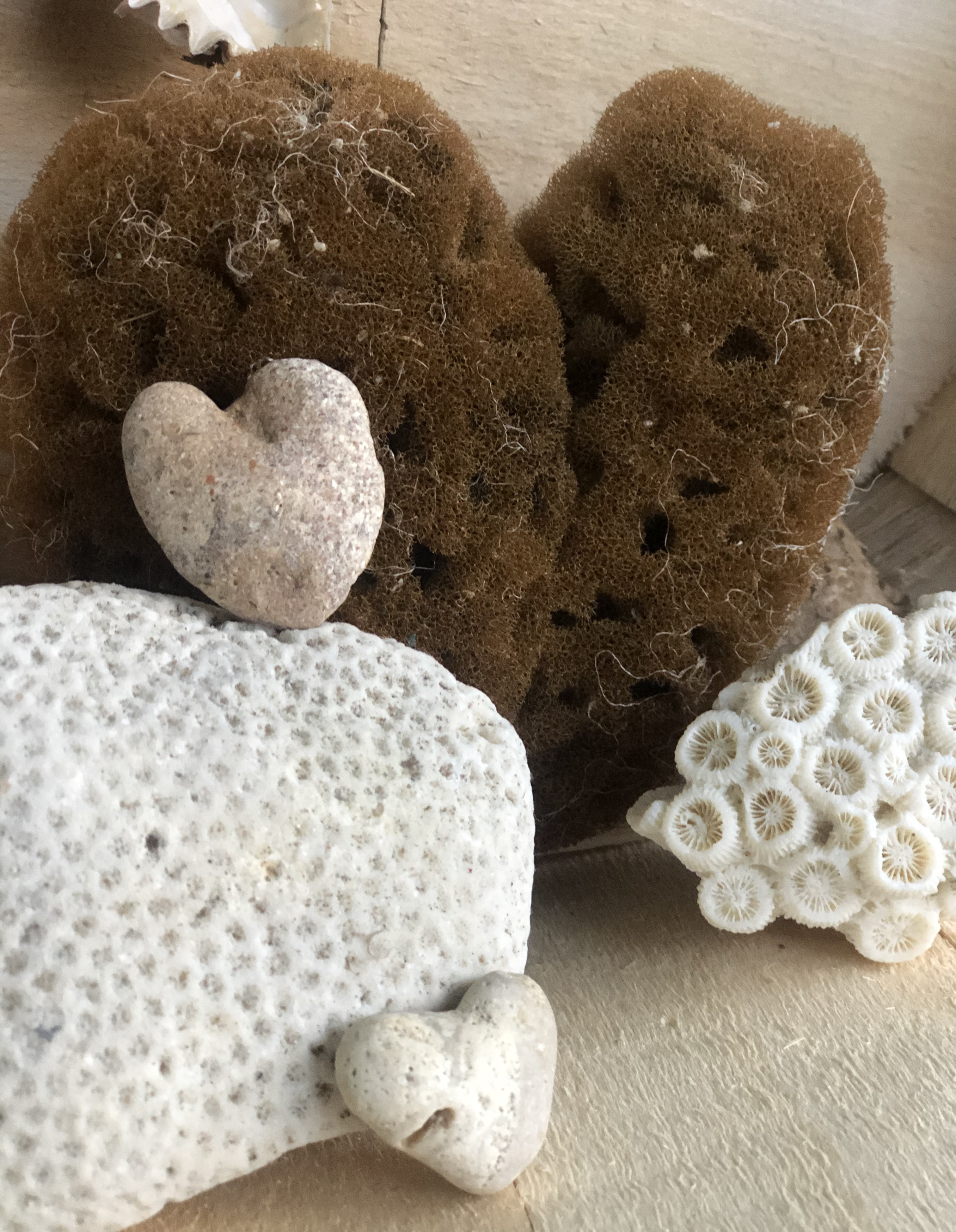 Coral, stone, and sea sponge