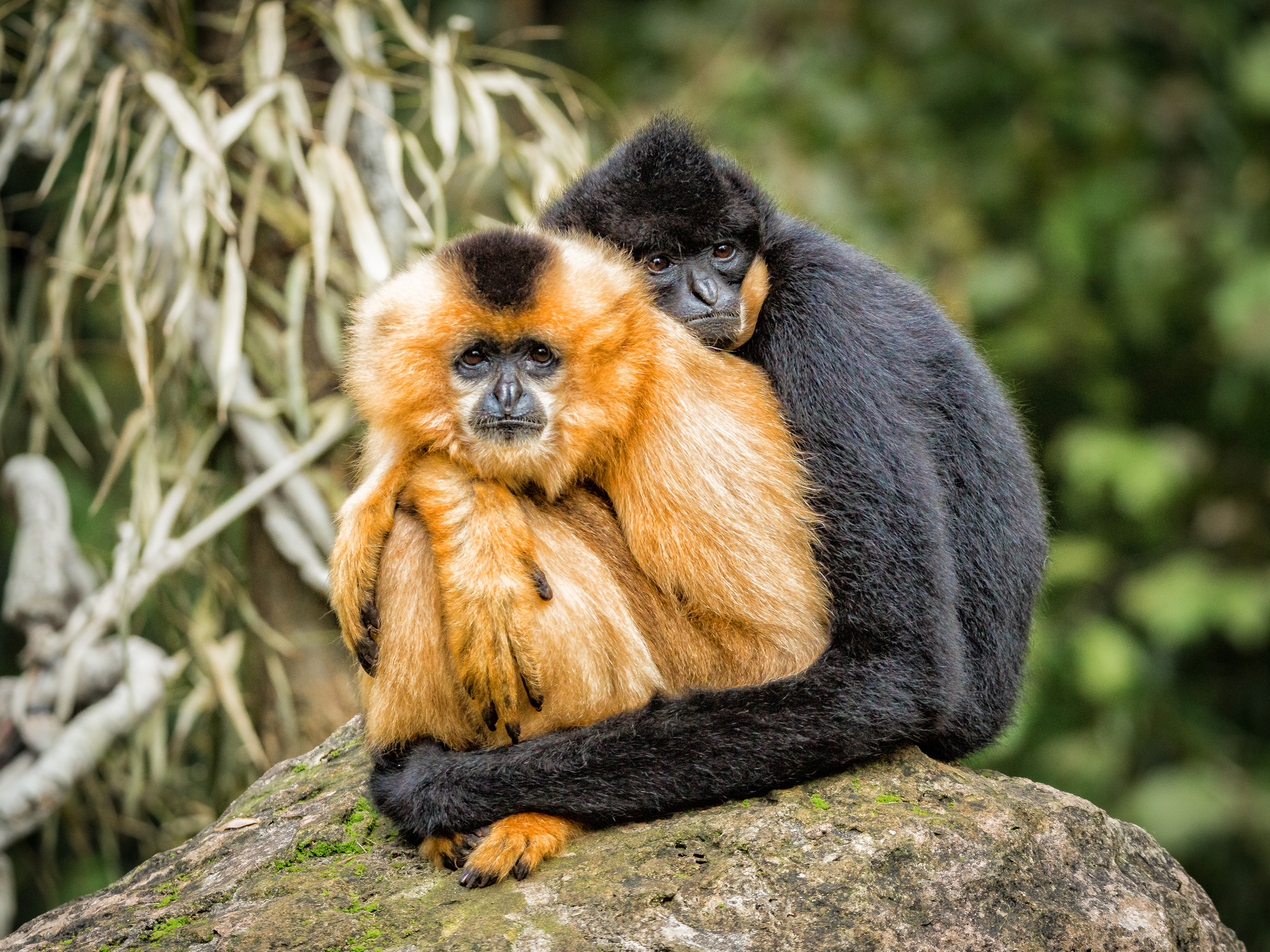 Gibbons, a type of ape, mate for life. (Rüdiger Katterwe / EyeEm/ Getty Images)