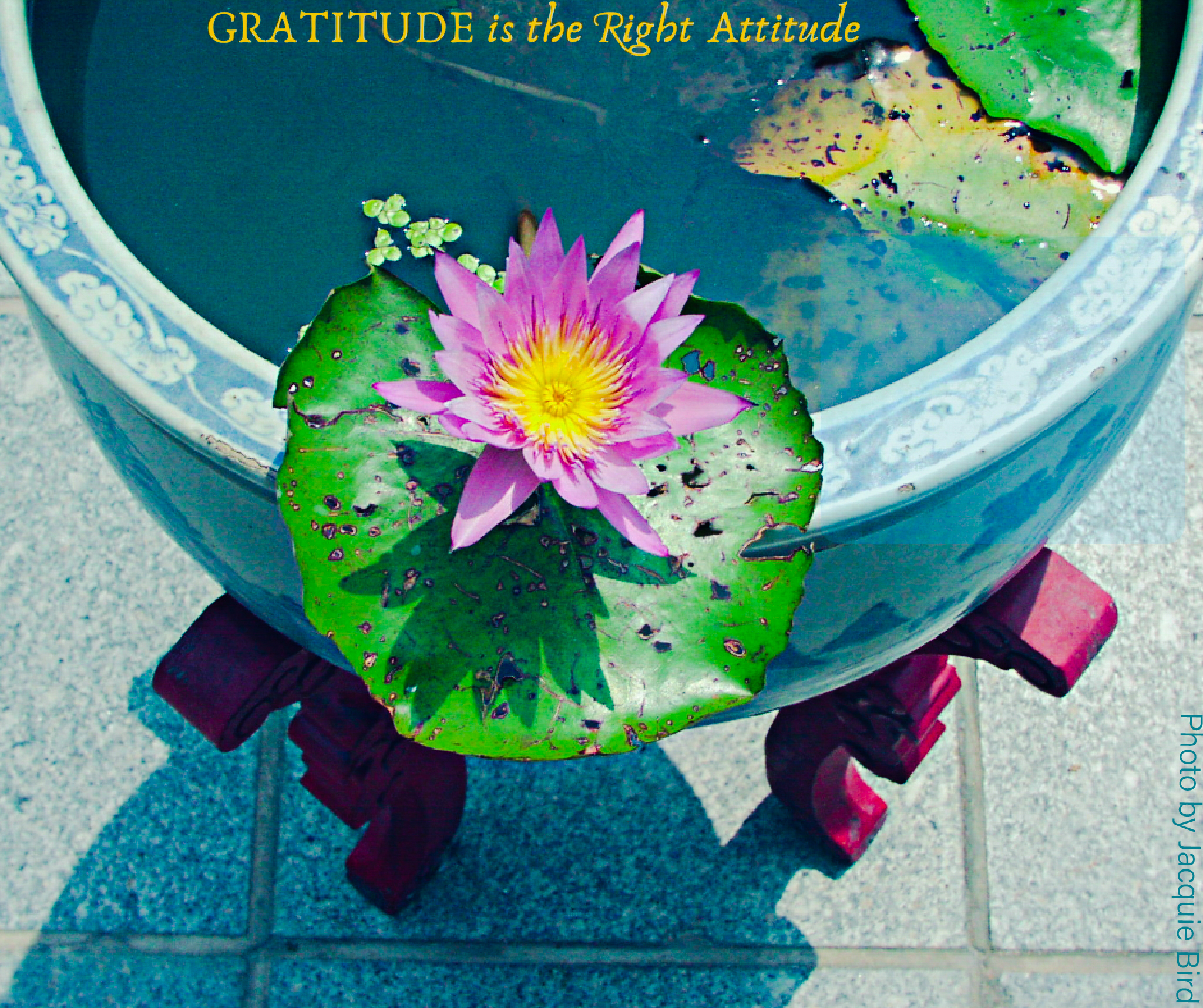 Gratitude is the right attitude by Jacquie Bird, Spiritual Wellness
