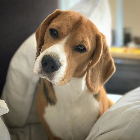 Social Media Saves Beagle