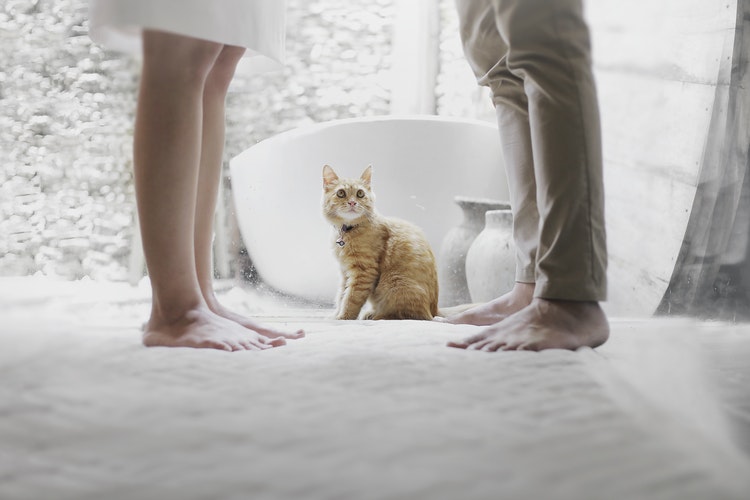 legs of couple standing facing each other with cat looking up at them