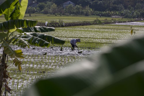 Person working on a rice field. Image courtesy of Unsplash.