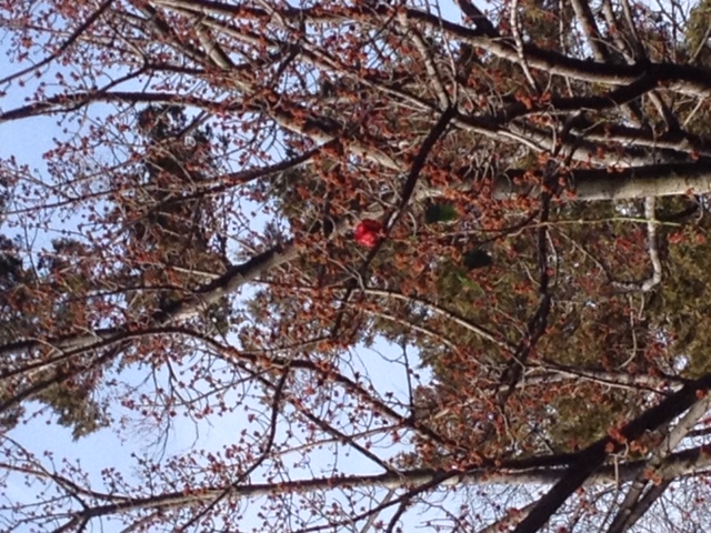 A rose dangling in a tree.