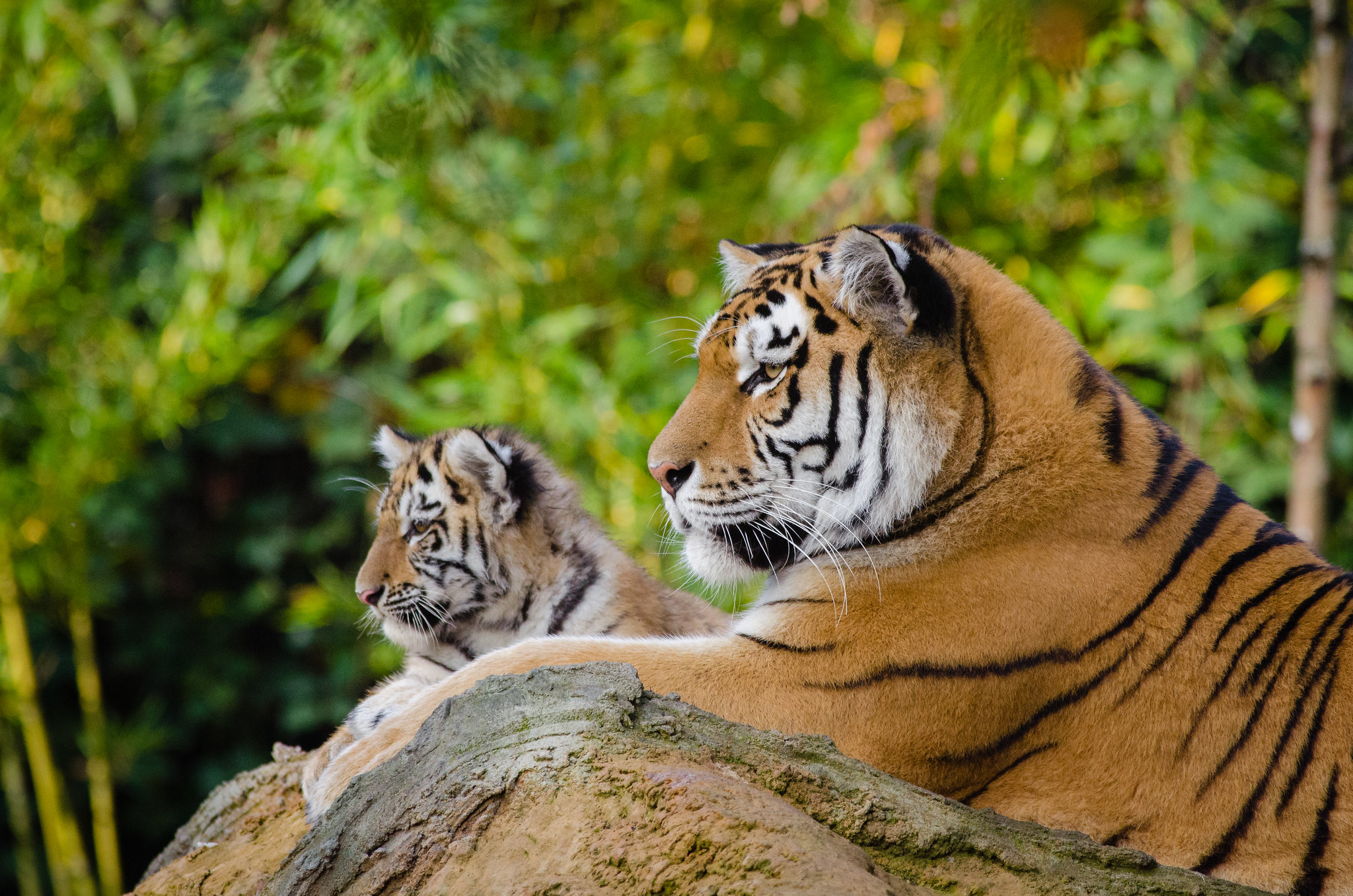 Siberian Tiger Mom with Cub by Mathias Appel via Flickr