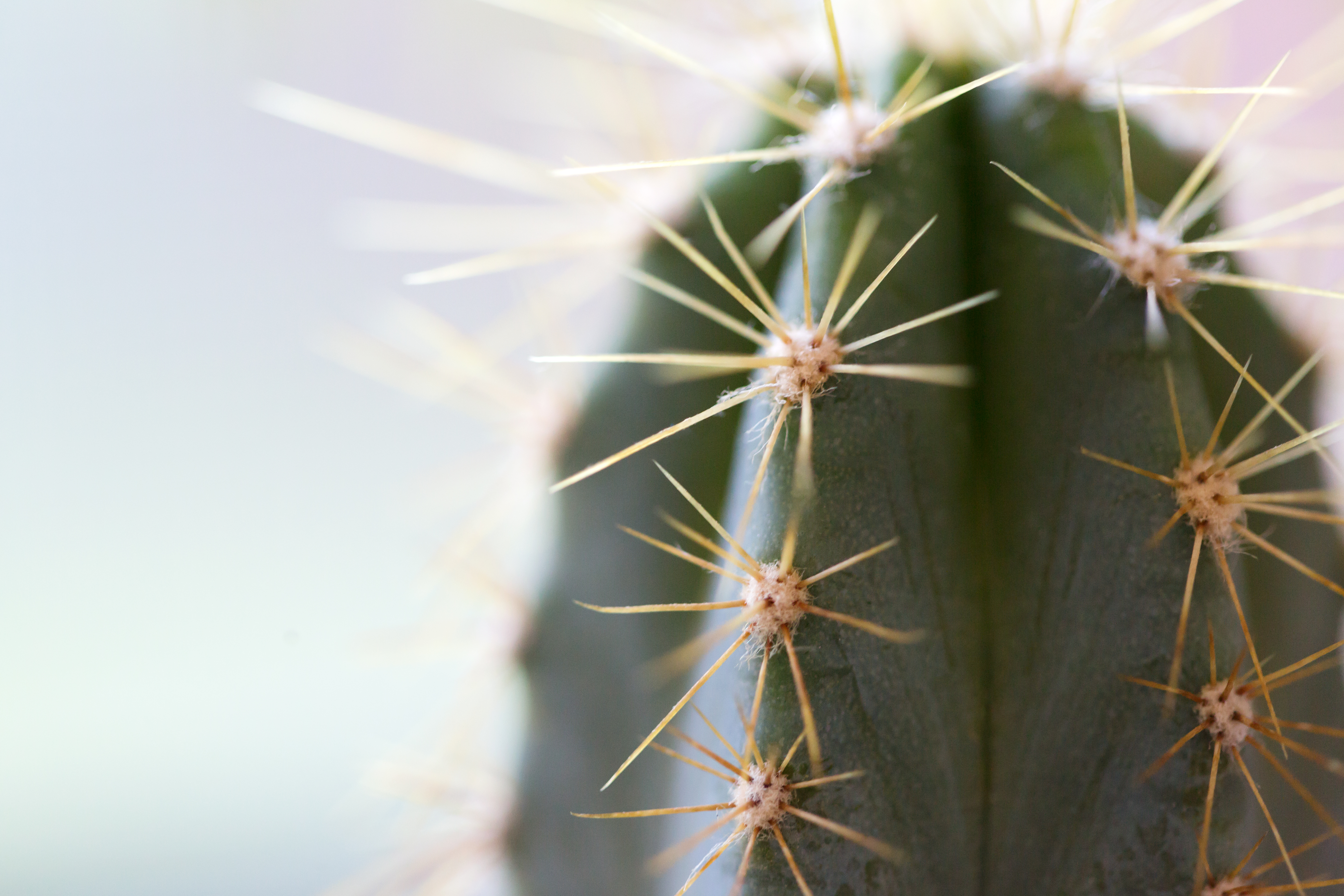 Cactus thorns. Macro cactus thorns. Close up thorns of cactus