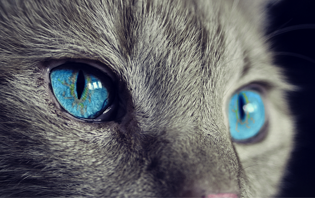Gray cat with bright blue eyes