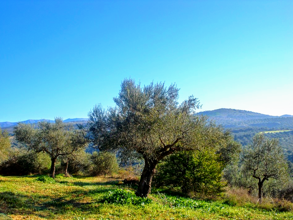 sakellaropoulos organic farms groves sparta greece