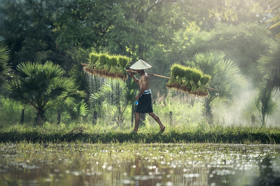 Rice farmer carrying harvest on his shoulder
