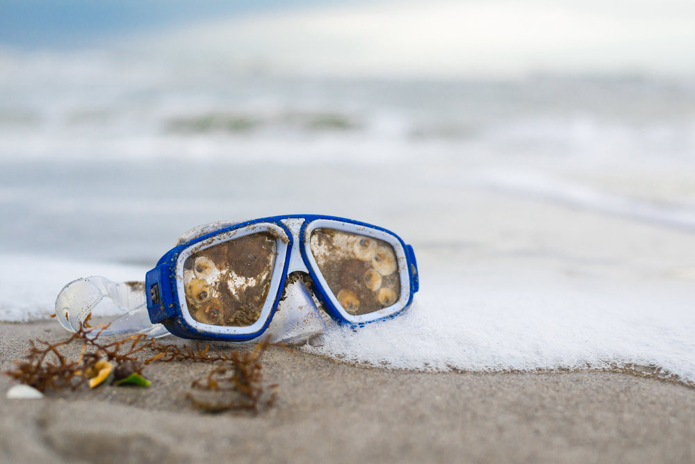 Barnacles attached to a pair of snorkling goggles that washed up on Satellite Beach, Brevard County, Florida, USA.