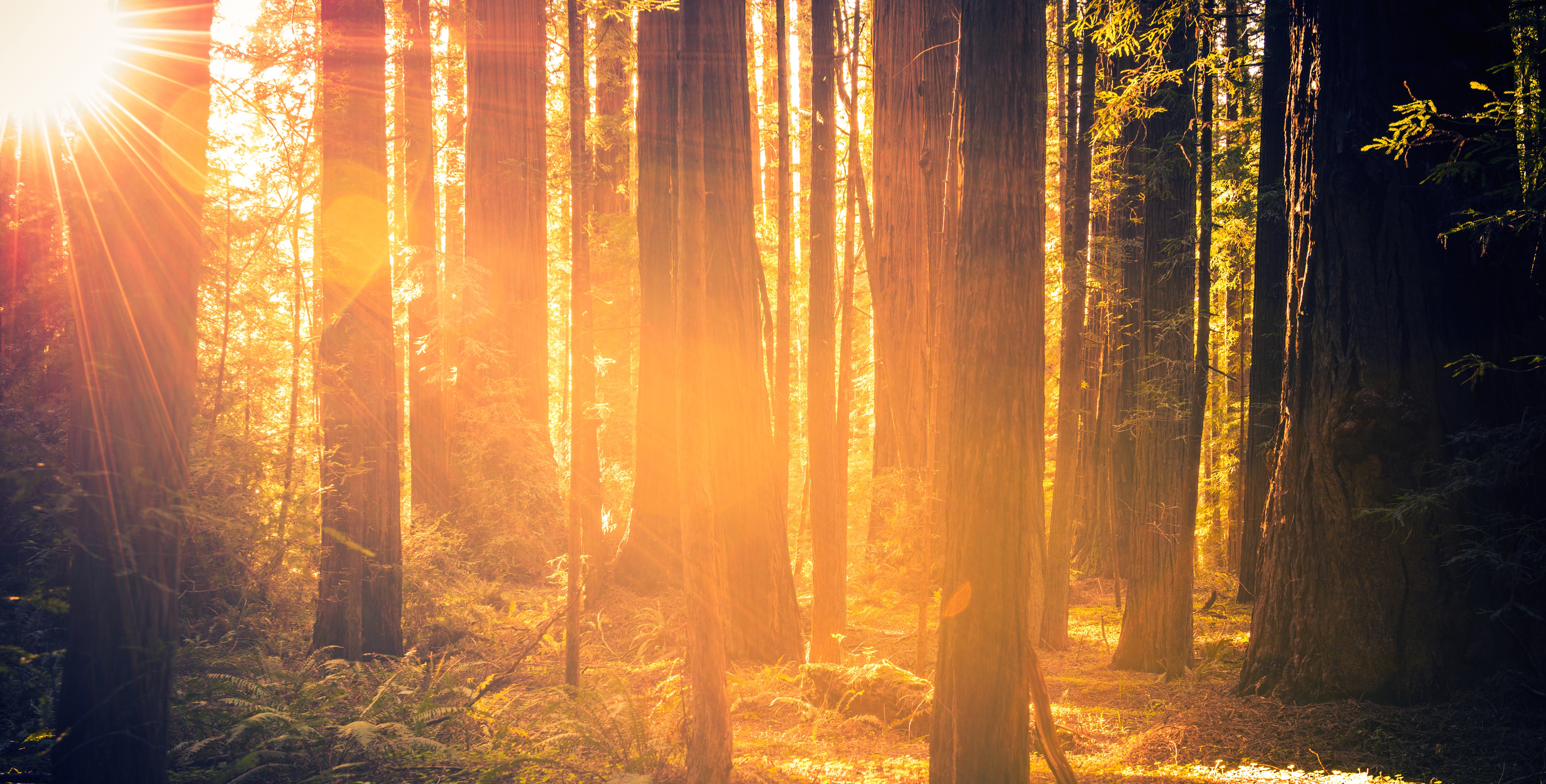 Redwood Forest Scenery. Summer Sunset in the Forest. California, USA.