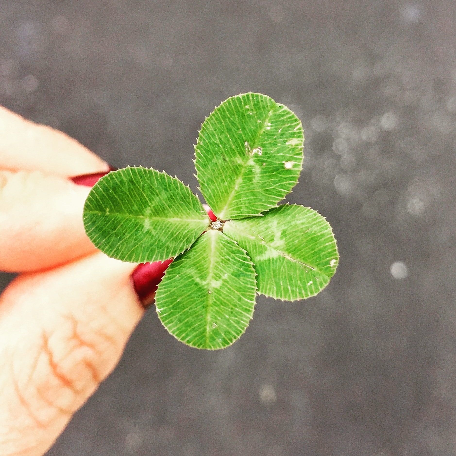 There is an equal amount of good luck as bad luck waiting for you. Photo by Amy Reed on Unsplash