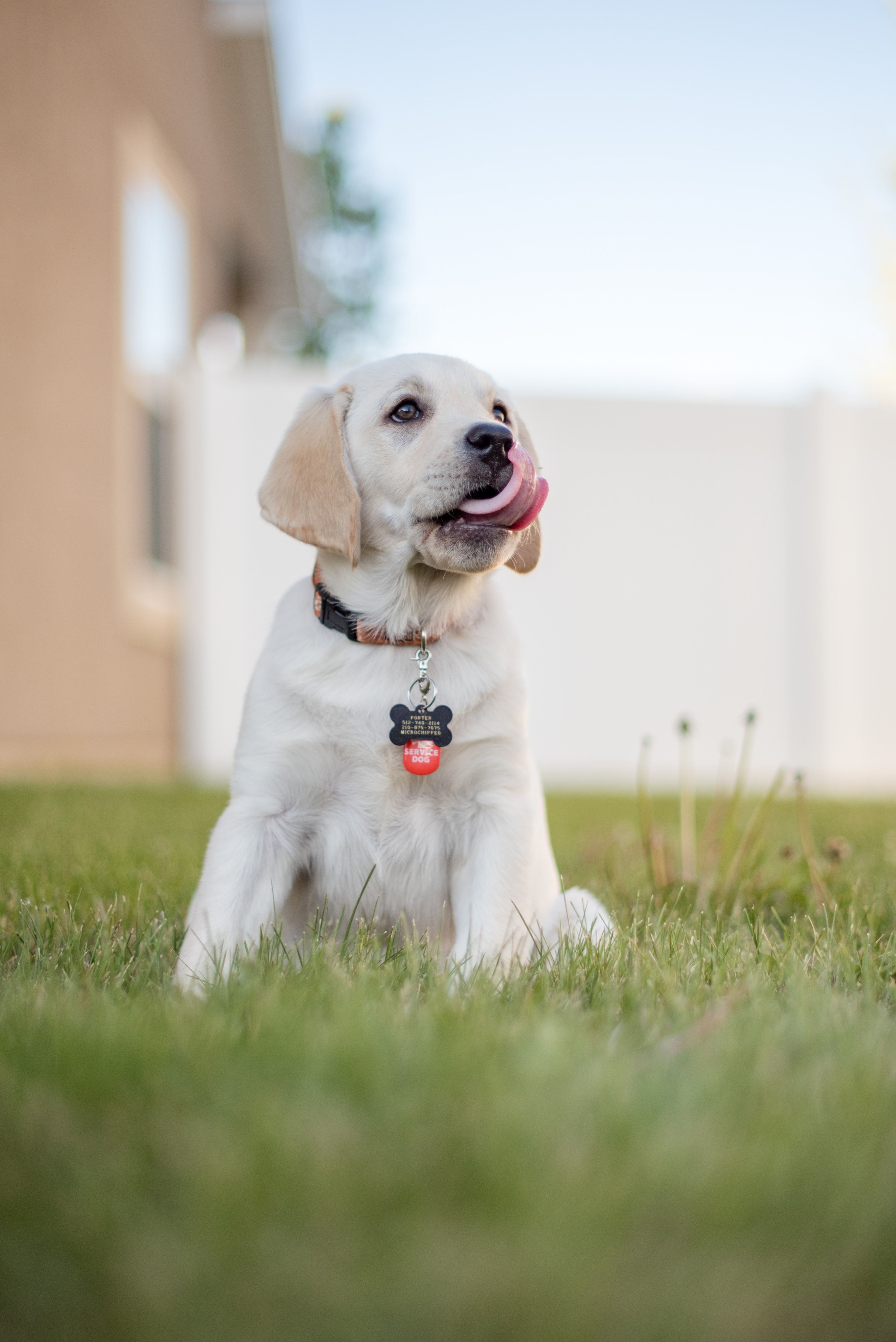 Pet therapy aids people with PTSD, stress, and burnout to heal quicker. Photo By Shane Guymon on Unsplash
