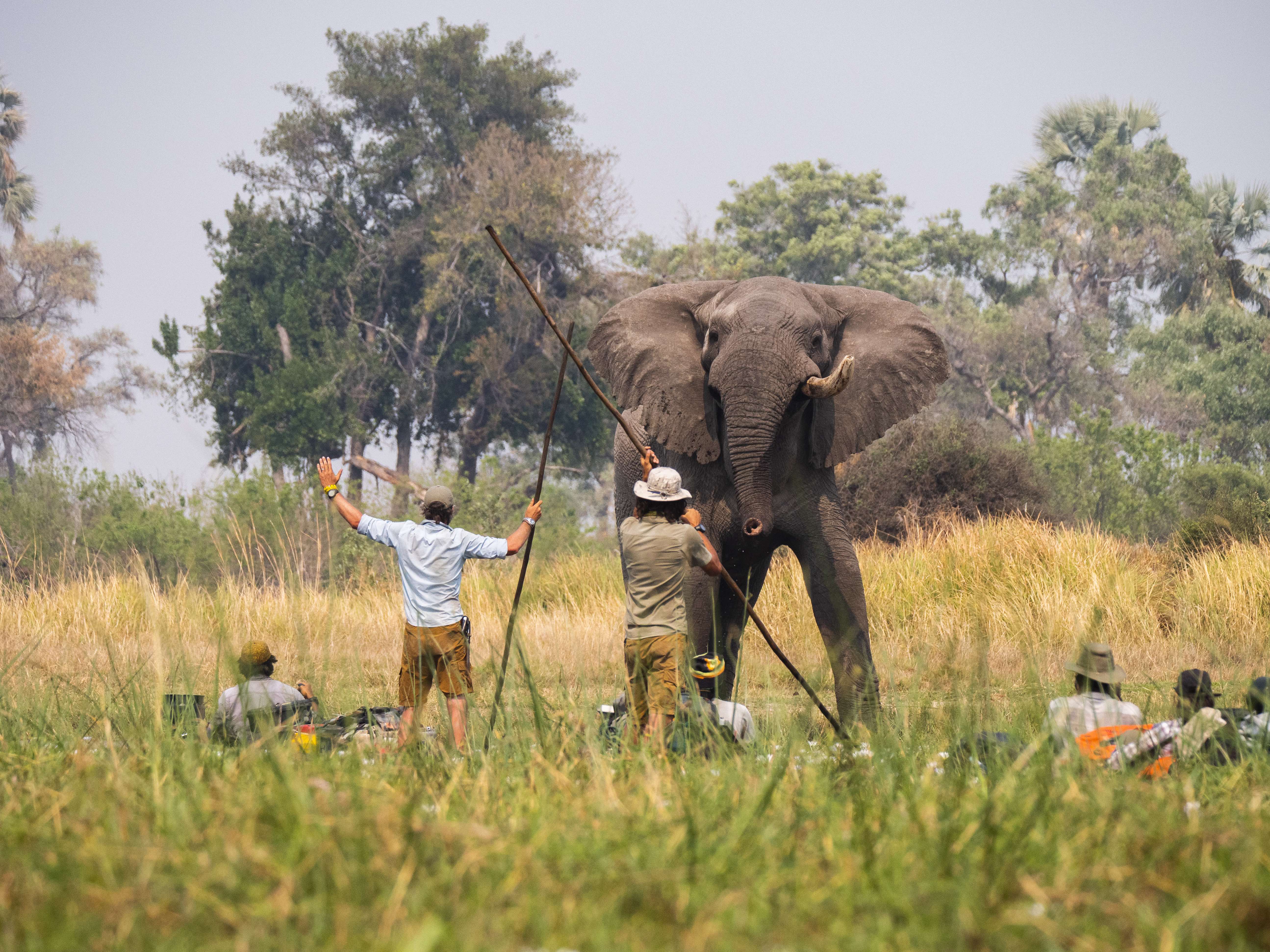 Standing in front of a bull elephant in the Okavango Delta (Kostadin Luchansky)