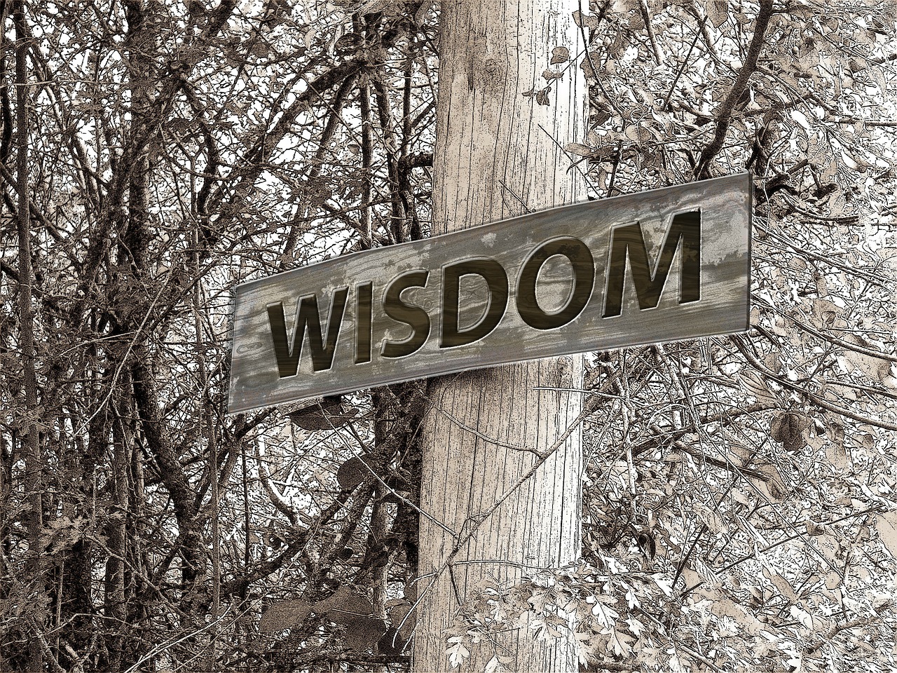 Wisdom sign on a tree in the woods