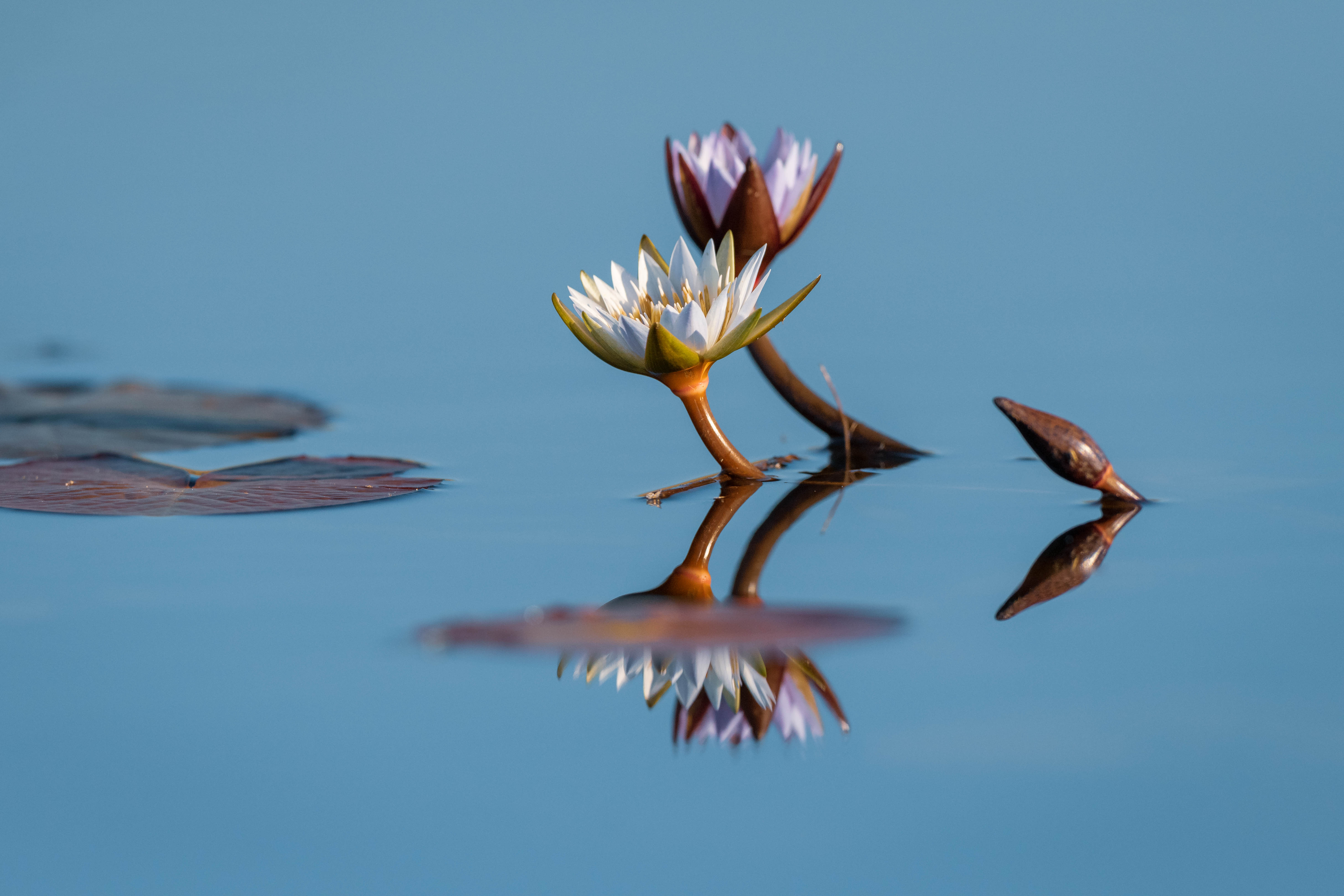 Angola - 2018/05/31: Lotus blossoms, Cuando River (Kostadin Luchansky).