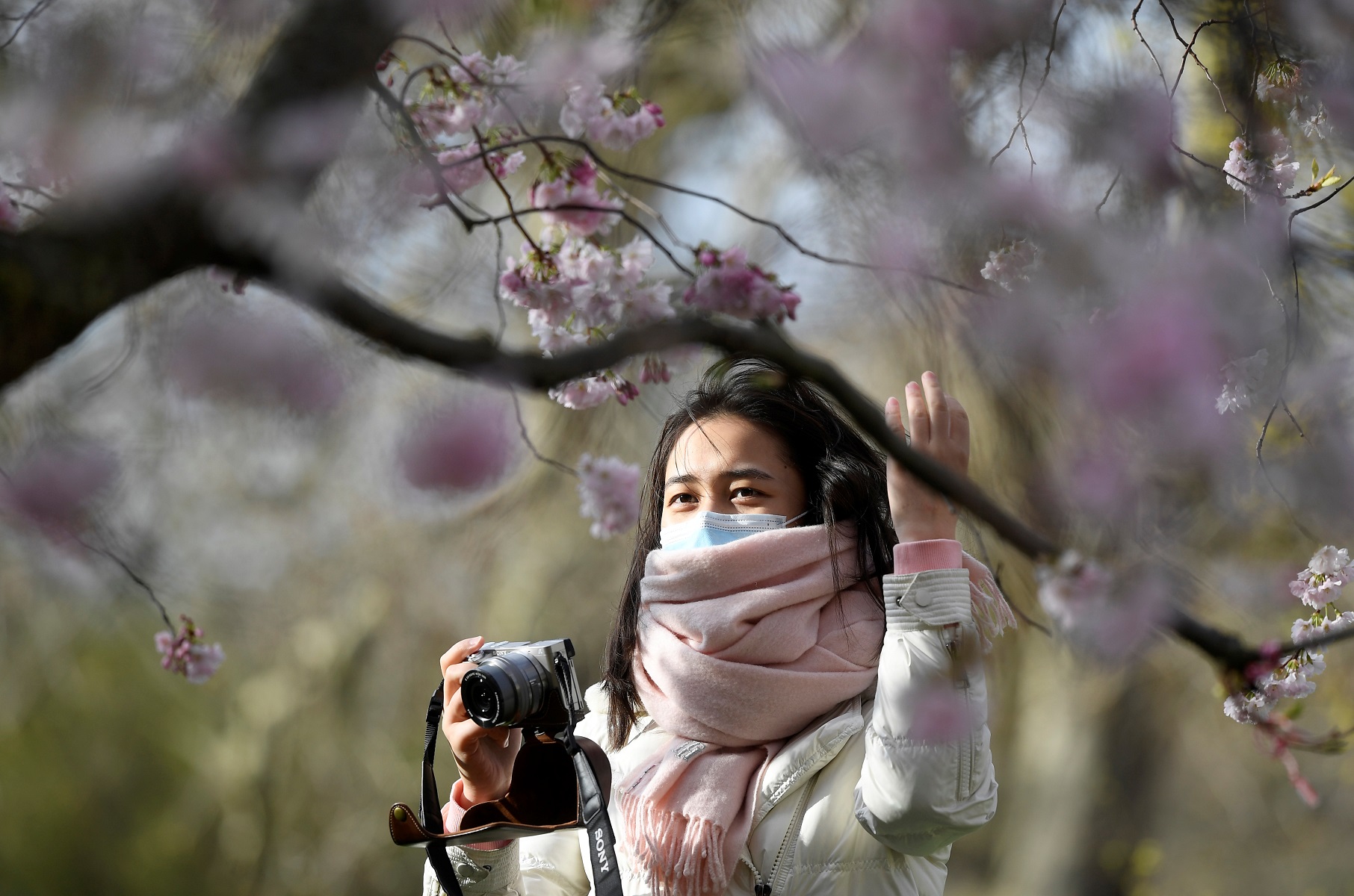 A woman wearing a face protection mask takes photographs of cherry blossom in St James&#039;s Park in London, Britain, March 11, 2020. REUTERS/Toby Melville