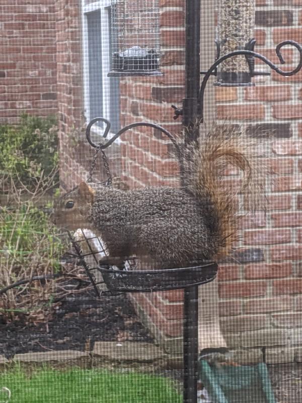 Squirrel sitting on an empty bird feeder outside a window