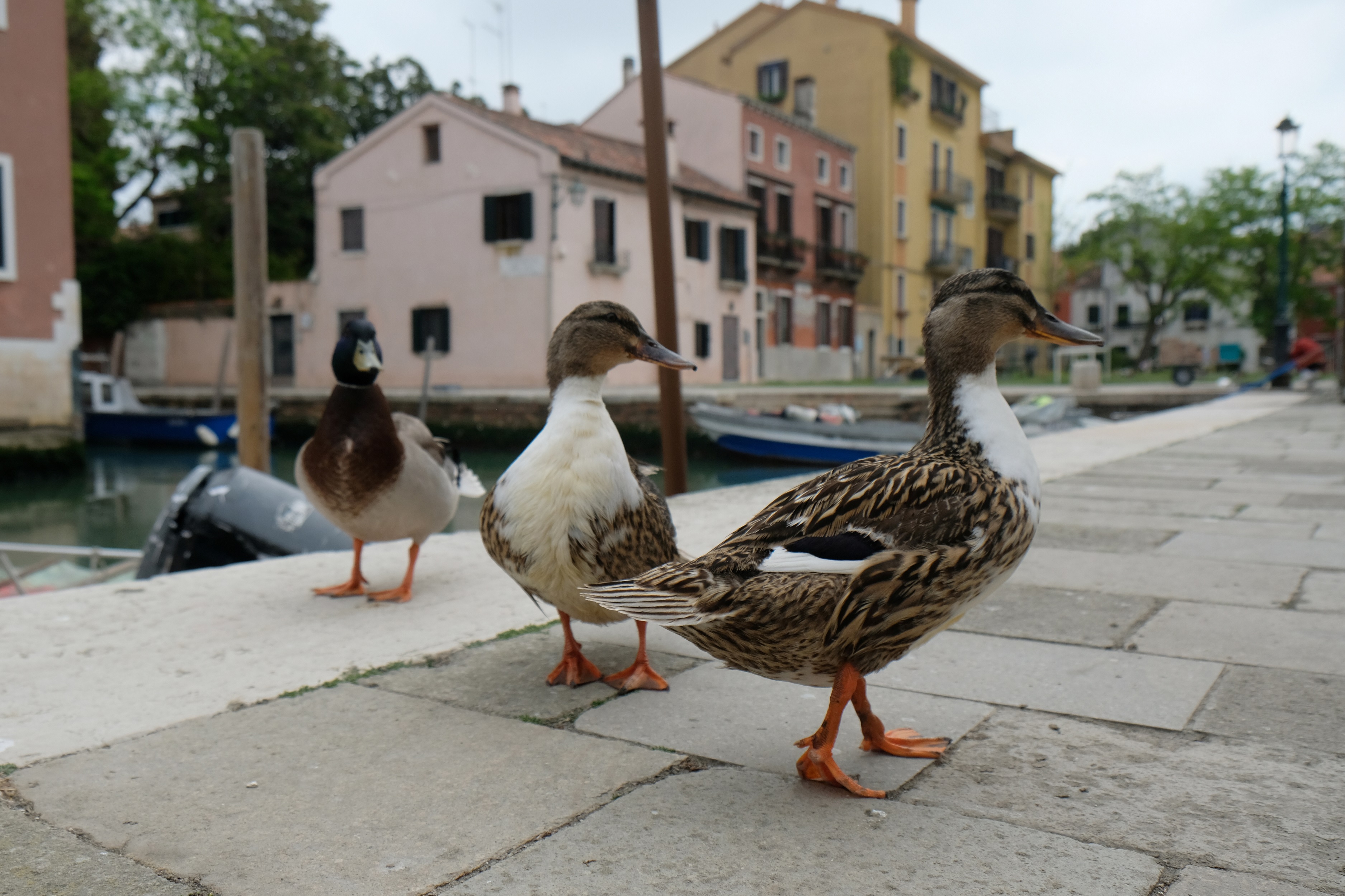 Ducks walk freely in the streets during the spread of the coronavirus disease (COVID-19) that have reduced the presence of people, in Venice, Italy, April 27, 2020. REUTERS/Manuel Silvestri