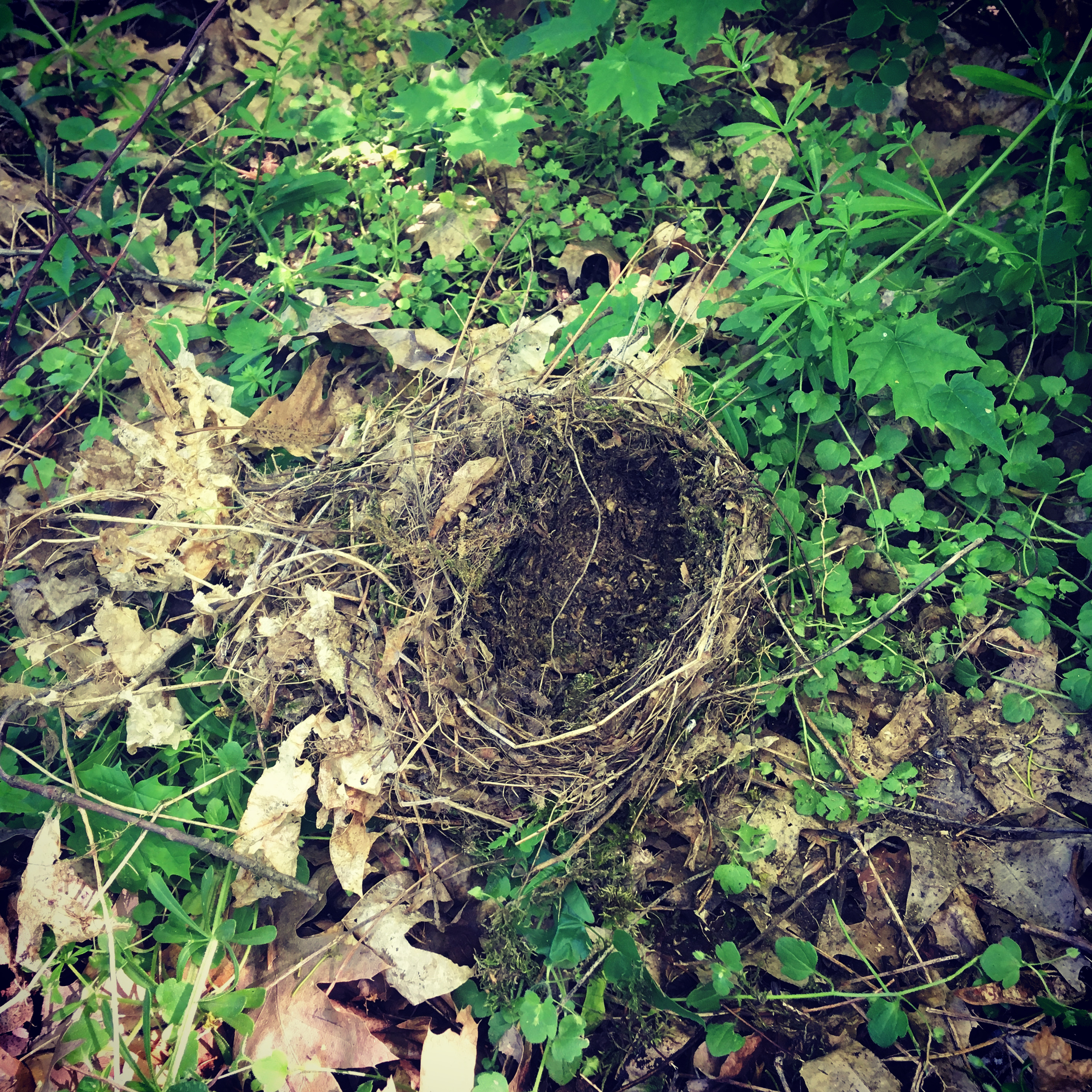 the fallen nest of a song thrush