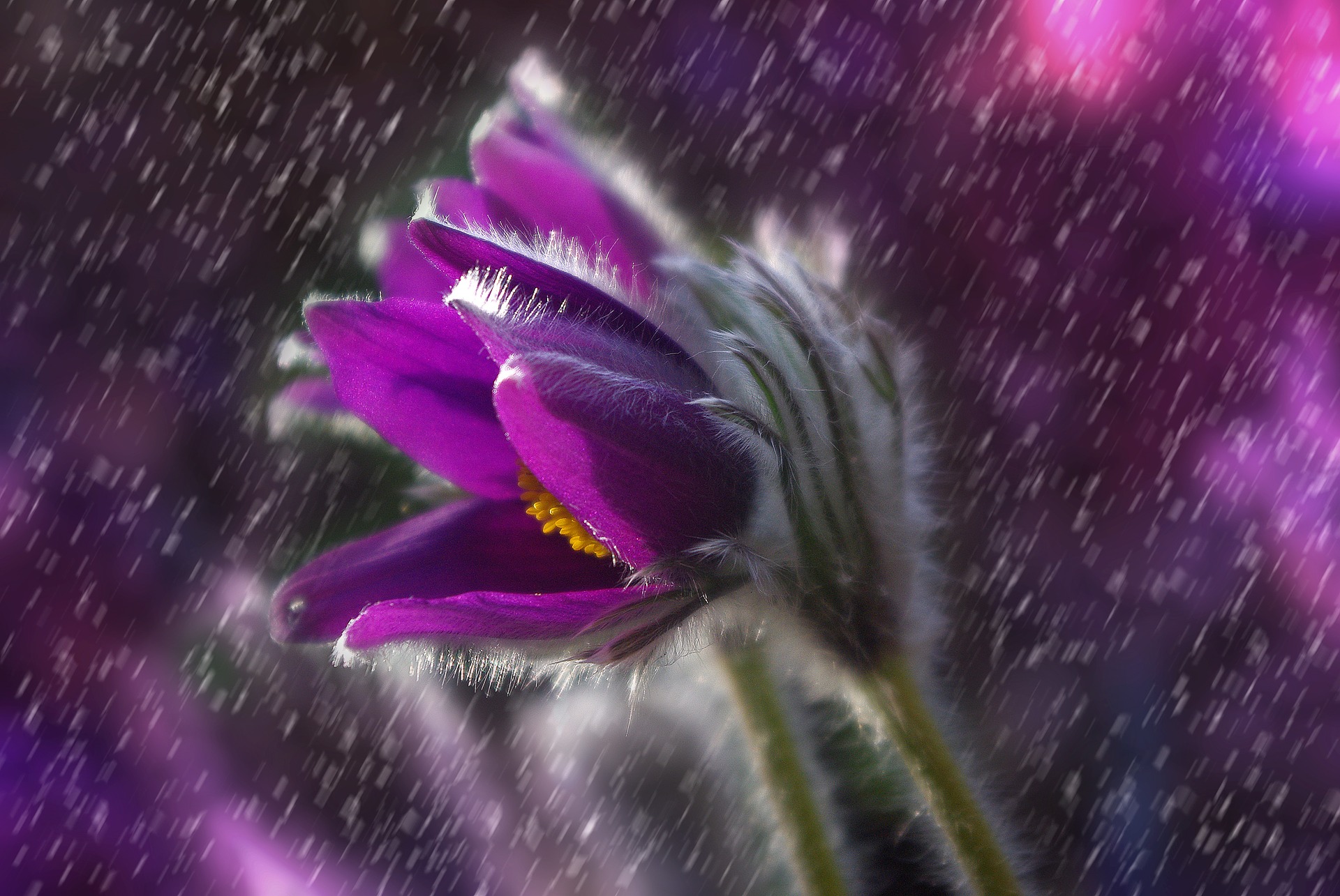 flower in the rain