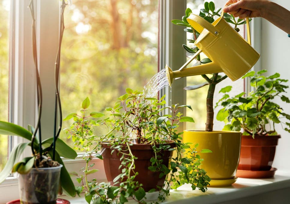 Indoor Plants Helps Improve Mental Health