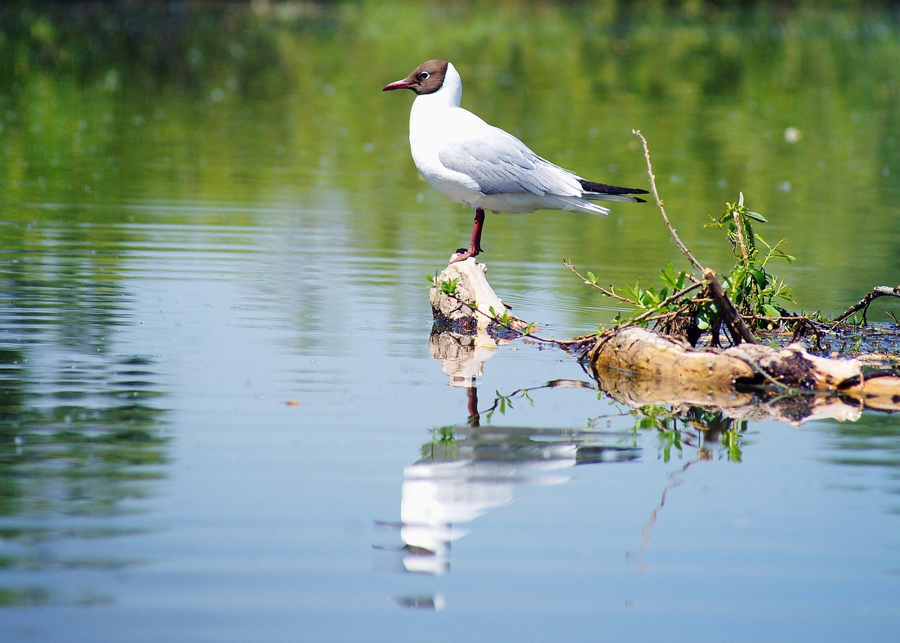 A bird perched on a driftwood in a body of water