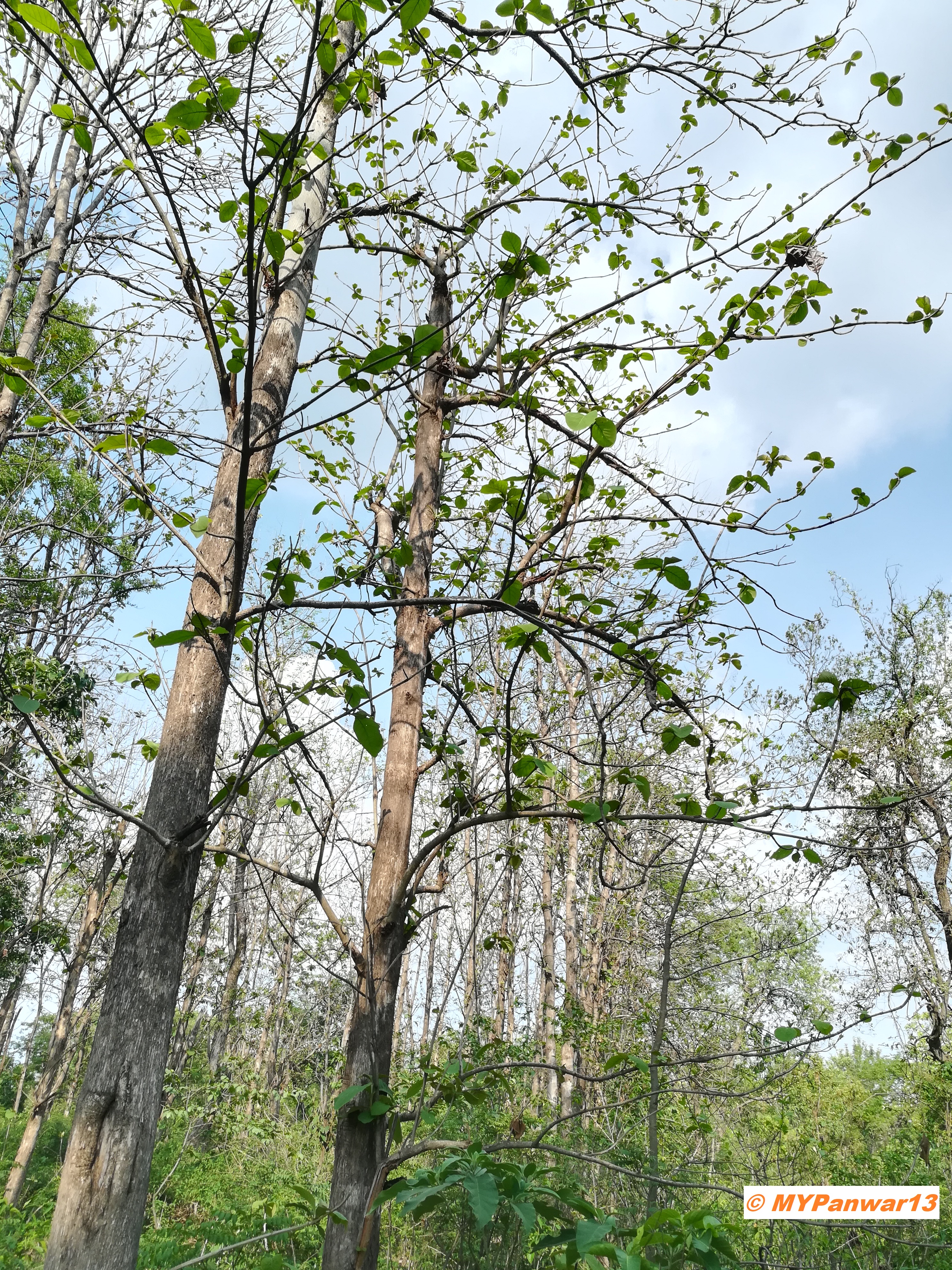 Leaves budding on the trees in the forest in spring season (pic taken by @MYPanwar13 in Dehradun, India