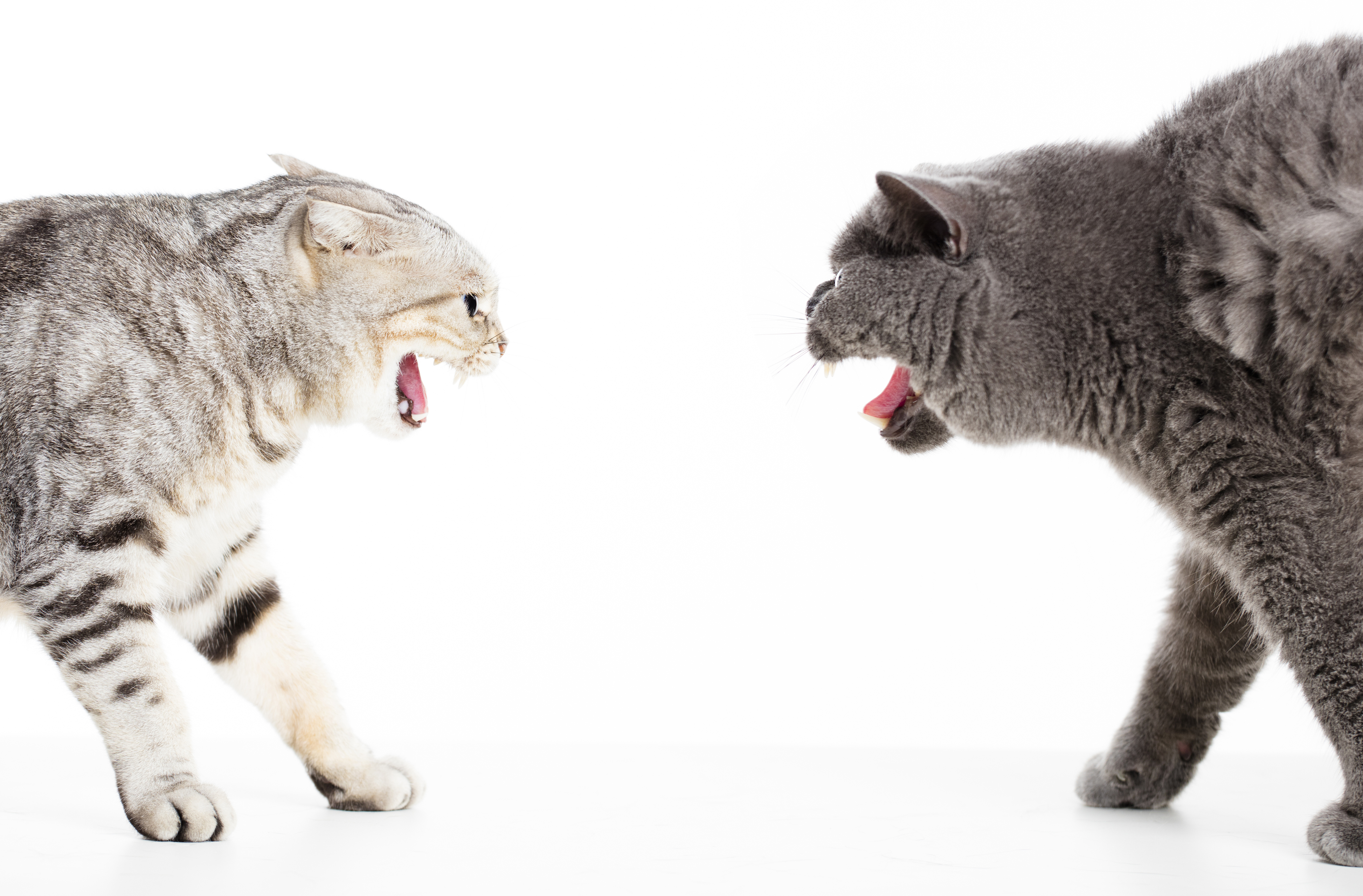 two cats in a conflict and isolated on white&quot;n
