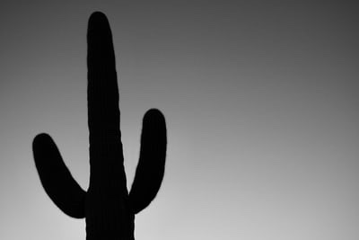 Unsplash: silhouette of cactus plant