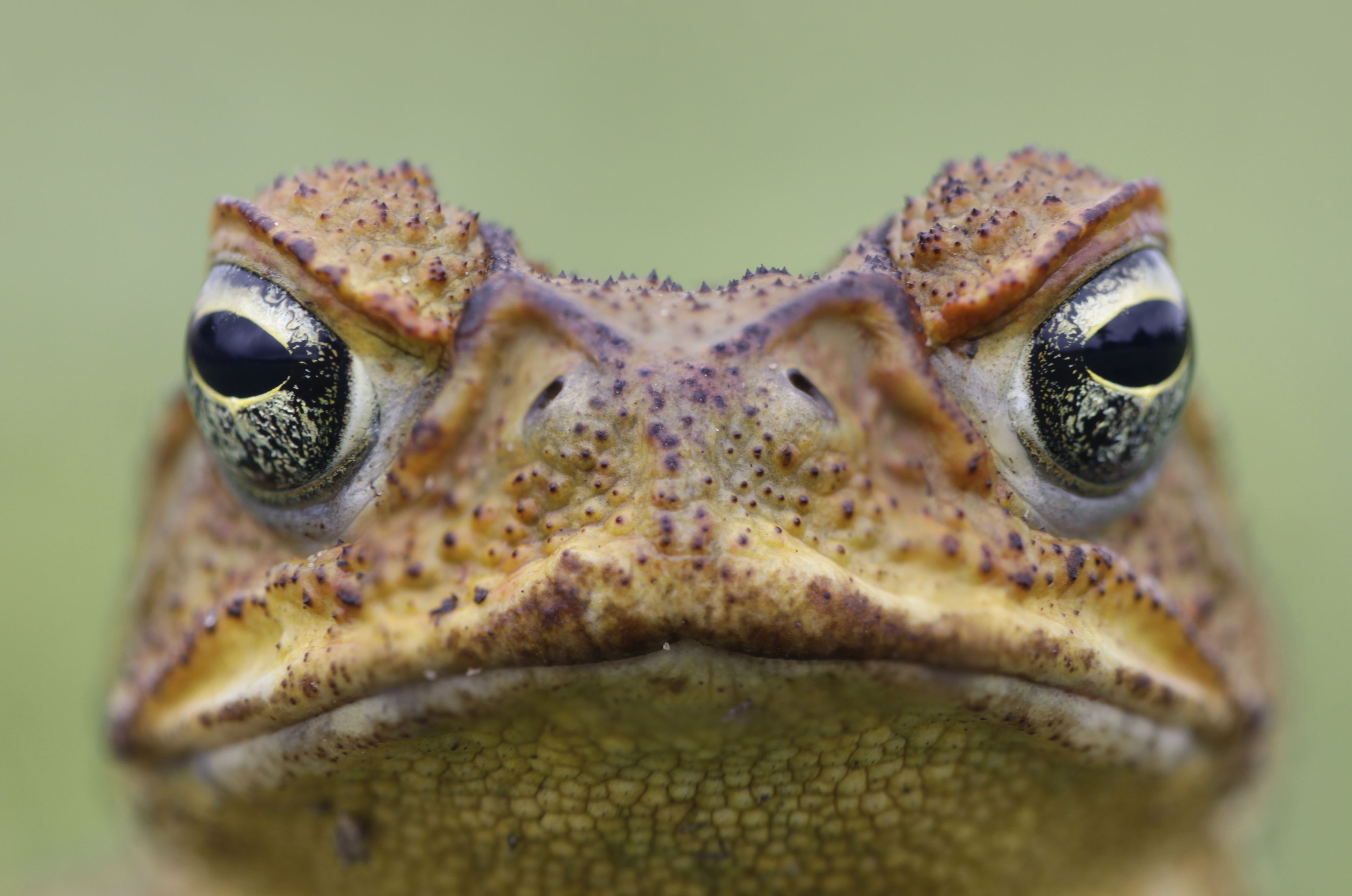 The cane toad is one of nature&#039;s lessons about what can happen with invasive species. 