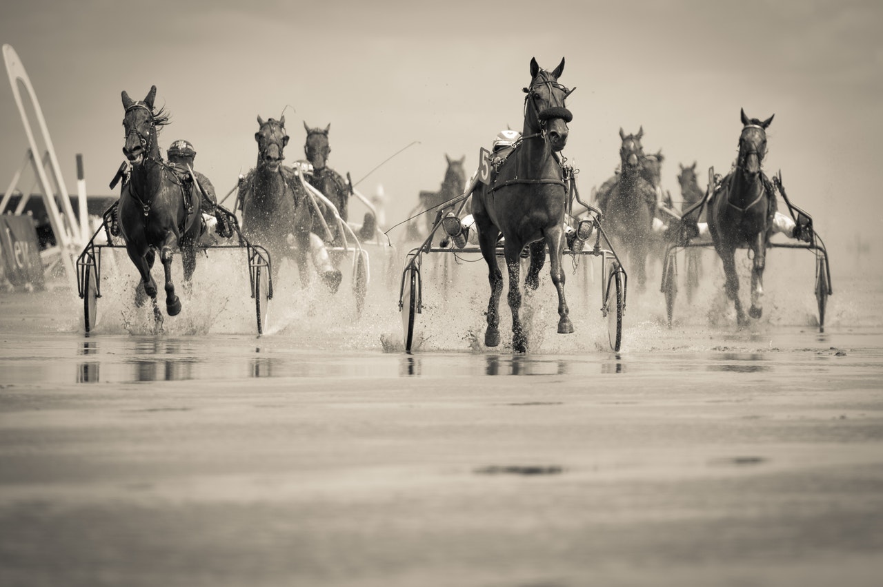 horses running with two-wheeled carriage running fast in black in white photo
