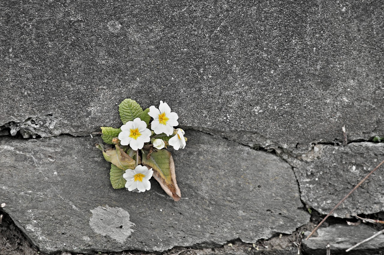Tiny white flowers that grew on the crack of concrete wall