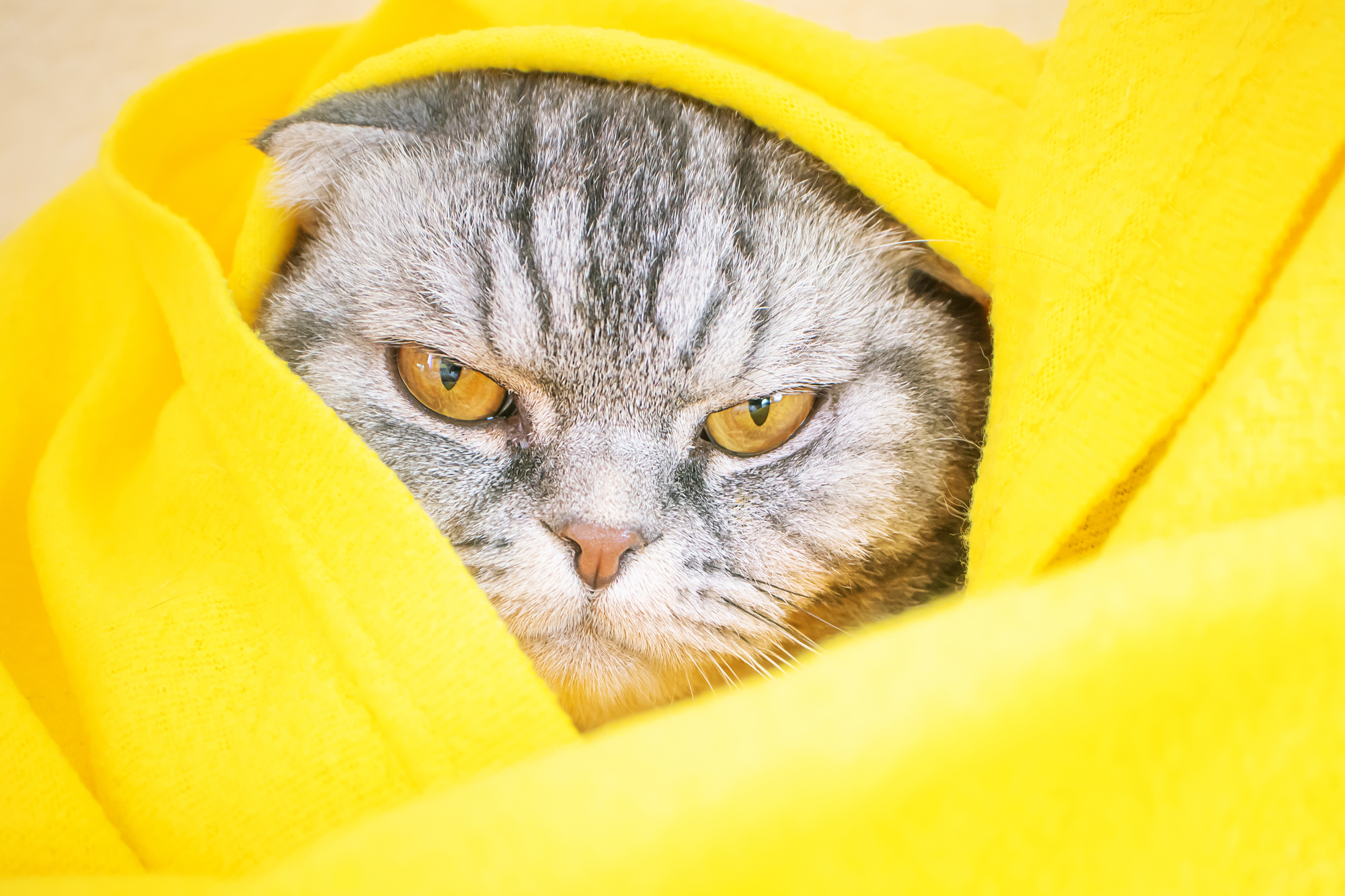 A sleepy gloomy displeased gray Scottish fold cat with yellow eyes lies on the bed.