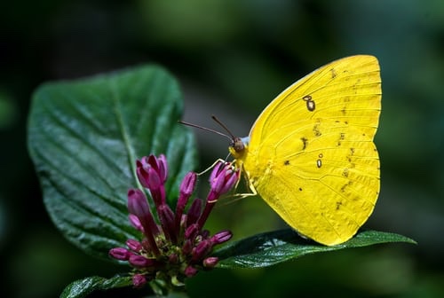 Unsplash: yellow butterfly