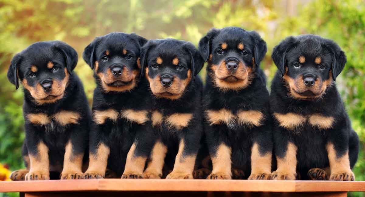 Caring for a Rottweiler puppy What you need to know