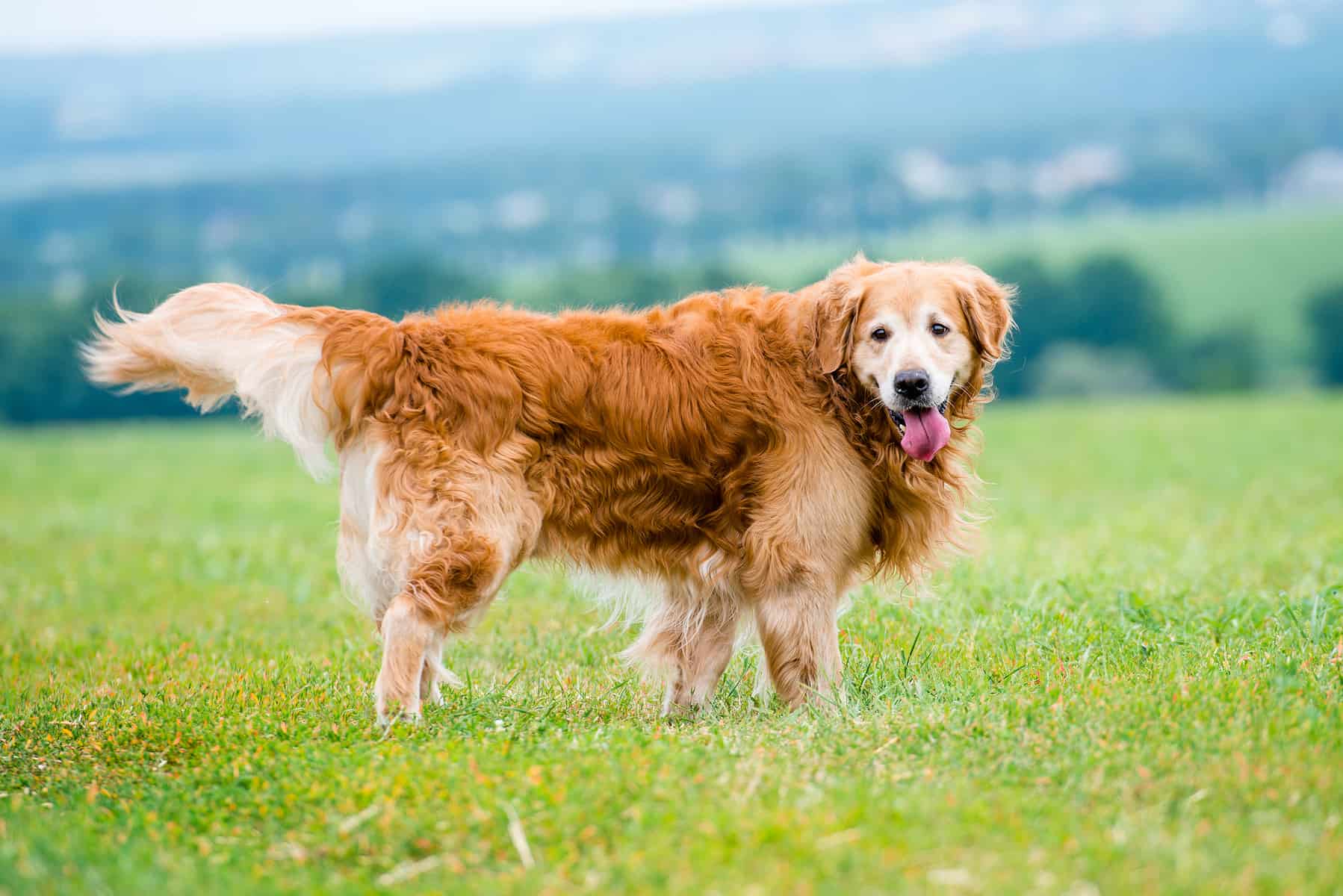 beautiful dog breed golden retriever lying in the field