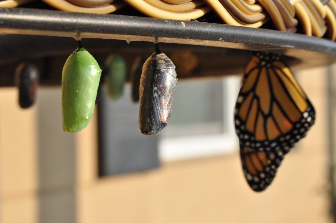 A butterfly and pupas of different hanging on something