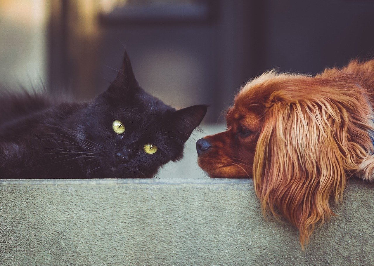 Headshot of a black cat and a dog lying on the concrete floor side by side