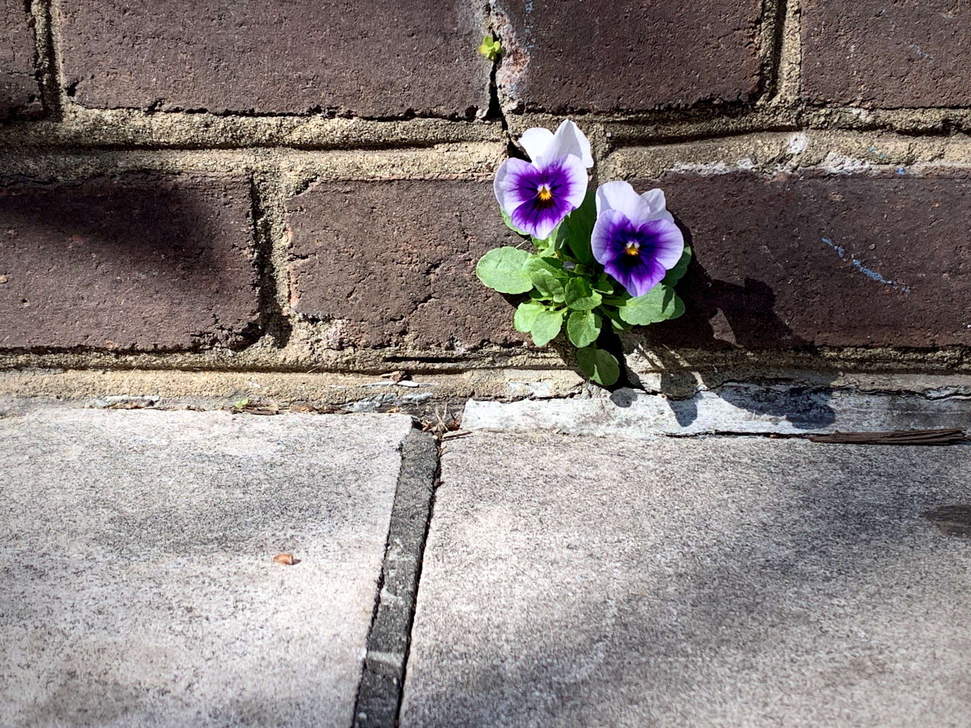 Pansies flower growing out of the brick wall on the sidewalk in historic Alexandria, Virginia.