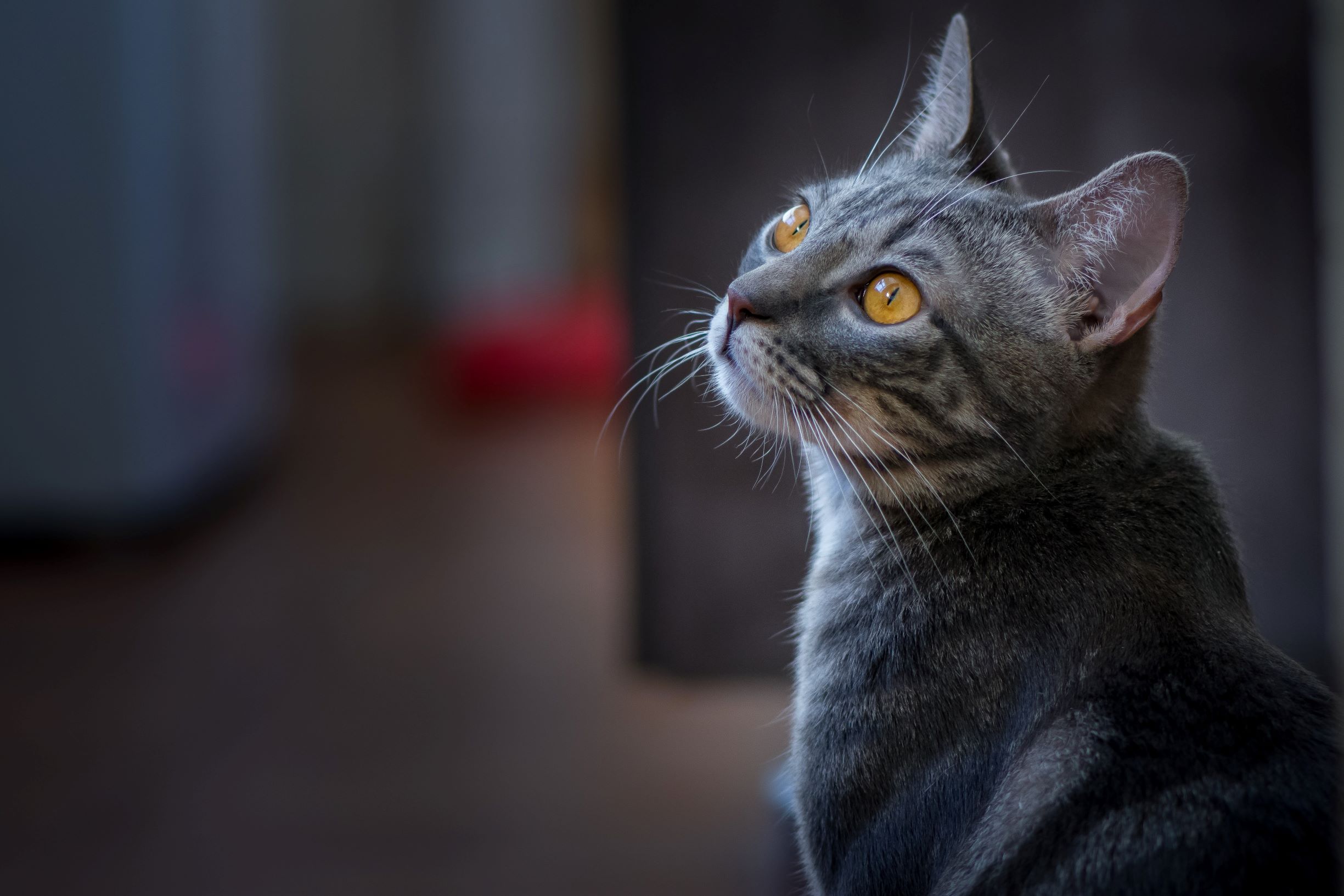 Daydreaming cat. Photo by Matheus Queiroz on Unsplash.