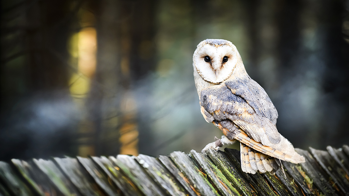 Beautiful barn owl bird  in natural habitat sitting on old wooden roof.