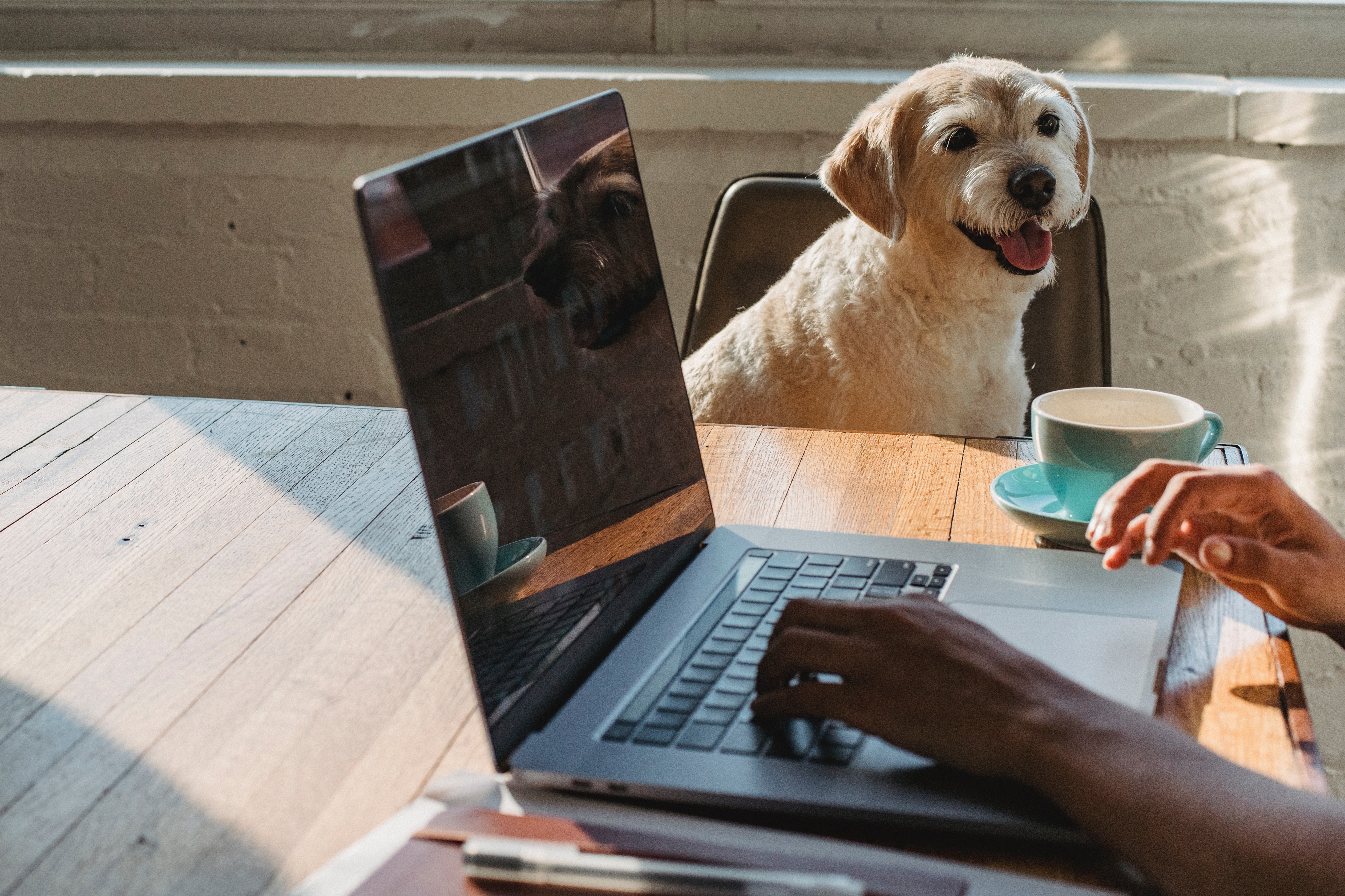 11 Reasons Why Every Entrepreneur Should Have a Dog