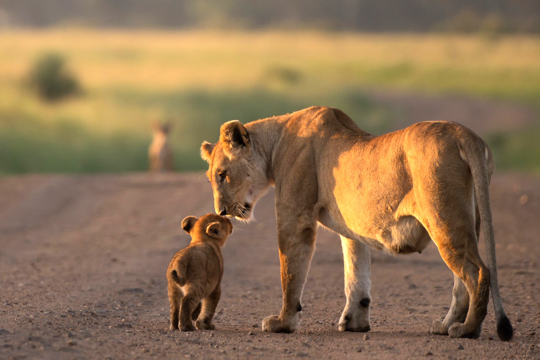 A lioness and cub in the wild credit Roar Africa